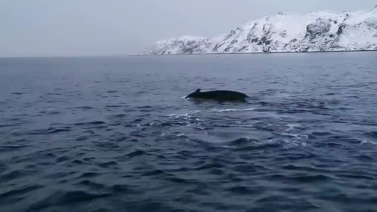 Спасение кита в баренцевом море. Киты в баренцевом море териберка. мурманск териберка киты. кольский полуостров киты. синие киты на кольском полуострове.