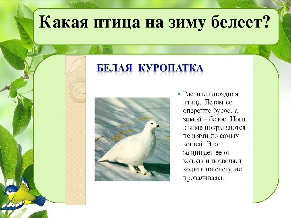 Какая птица зимой Белеет. Белая птица зимой Белеет. Какие птицы зимой белые а летом рыжие. Растительная птица летом оперение бурое а зимой.