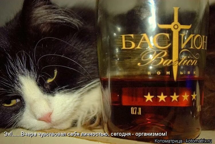 Гусь с бокалом вина. Мальчик наливает молоко кошке. Мы в ответе за тех кому наливаем картинка. Кому наливайте кому не давайте. Мы в ответе з атех коиму наливаем.