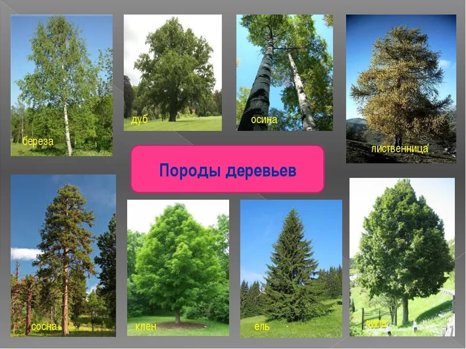 Сосна лиственница растет в