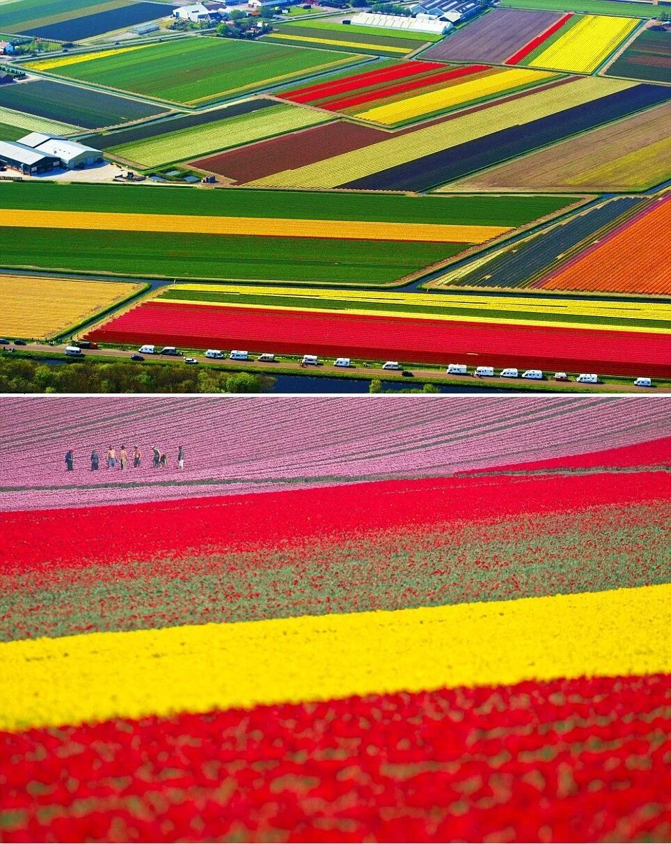 Где тюльпановые поля. Тюльпановые поля в Нидерландах. Тюльпановое поле Амстердам. Голландские тюльпаны поля Голландии тюльпановые поля Голландии.