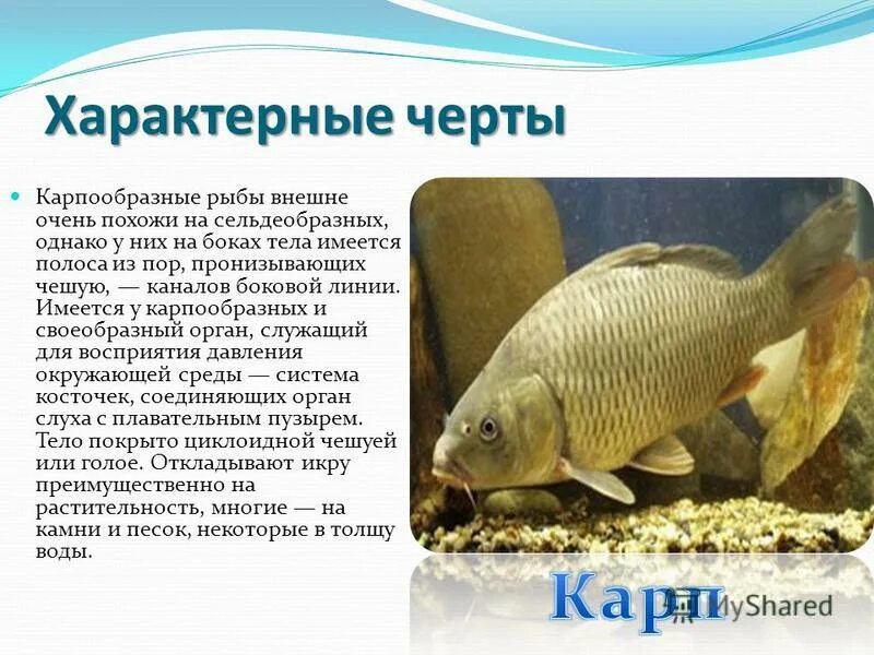 Внешнее строение карпообразных. Внешнее строение карпообразных. Отряд карпообразные место обитания. Отряд карпообразные особенности строения. Внешнее строение карпообразных.