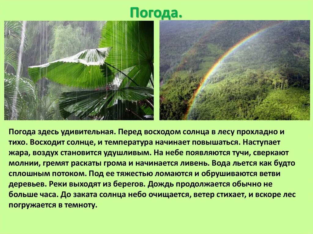 Сообщение о тропическом лесе. Доклад о тропиках. Тропический лес доклад. Сообщение про тропические растения. Тропический лес текст