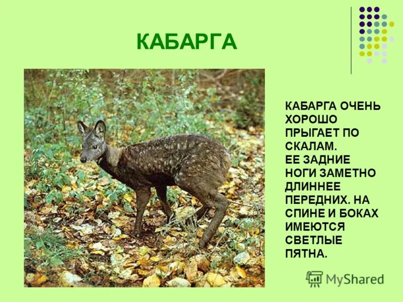 Растительный и животный мир алтайского края. Животный мир алтая презентация. Дикие животные алтайского края описание. Животные алтайского края презентация. Звери алтайского края.