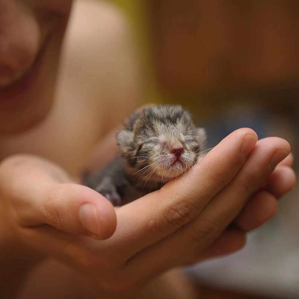 Маленьких котят побыстрее. Новорожденные котята. Маленький котенок. Крошечный котенок. Новорожденный котенок.