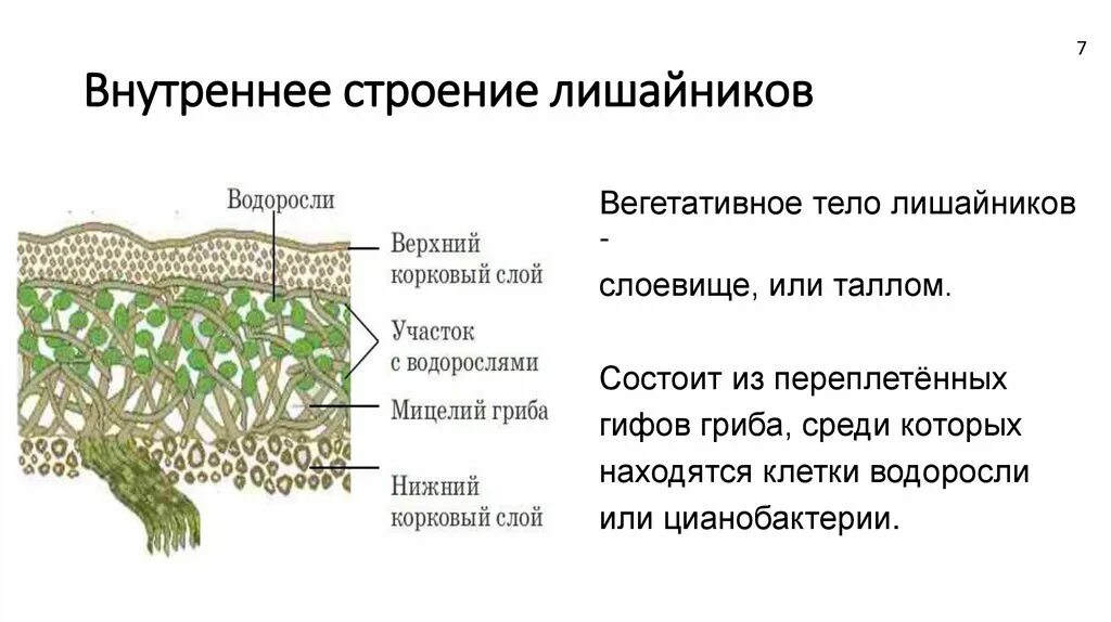 Водоросль в лишайнике выполняет функции. Внешнее и внутреннее строение лишайников. Внешнее строение лишайника. Строение лишайника 5 класс биология. Строение слоевища лишайника.