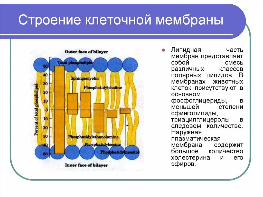 Строение мембраны клетки . Липиды. Строение мембран и липидов мембран:. Строение липидов плазматической мембраны. Липиды в плазматической мембране. Липиды входят в состав клеток