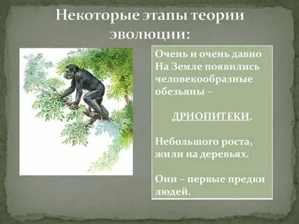 Какие эволюционные приобретения появились