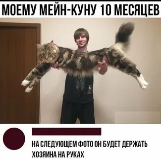 Таблица роста мейн куна