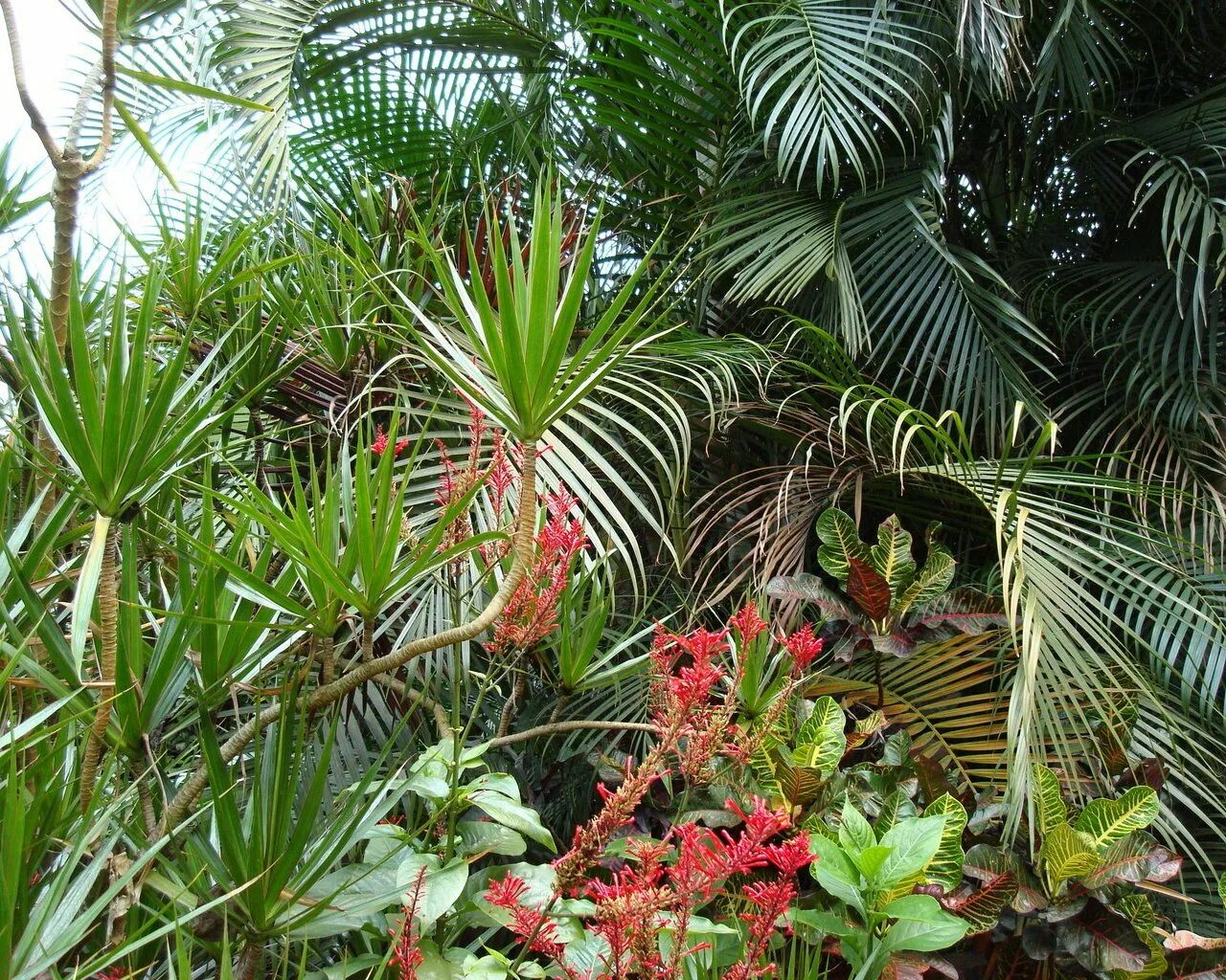 Тропики и субтропики. Тропические субтропические растения Юкка. Субтропические комнатные растения Пальма. Филодендрон Рейнфорест.