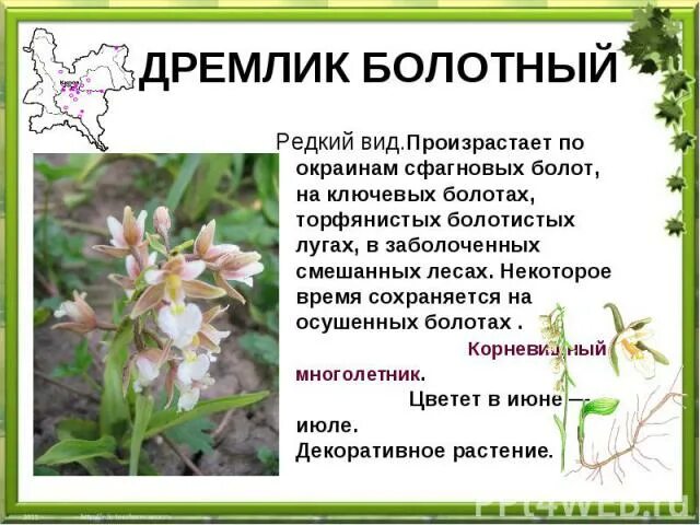 Лекарственные растения кировской области проект Флора Кировской области презентация онлайн