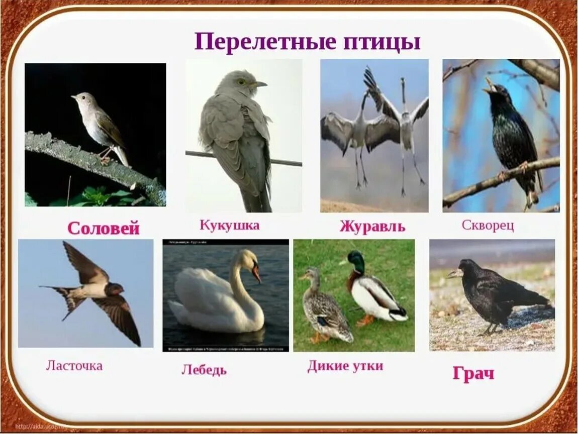 Картинки перелетных. Ласточка, скворец, Грач, Соловей.. Перелётные птицы Башкирии названия. Перелет птиц. Перелётные птицы названия для детей.