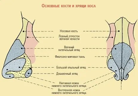 Носовой хрящ