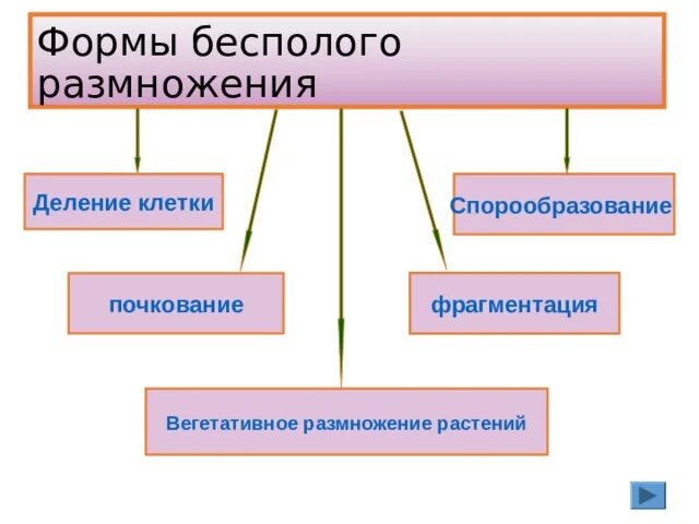 Каковы особенности бесполого размножения 6 класс. Вегетативное размножение делением. Вегетативное размножение деление схема. Формы бесполого размножения спорообразование , вегетативное. Бесполое размножение деление.