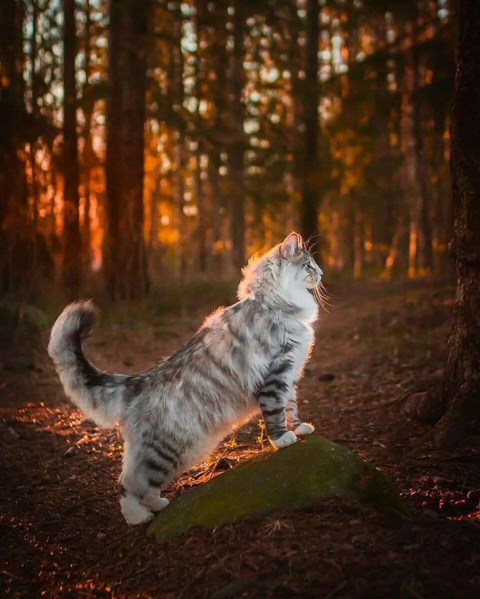 Белый кот бежит. Рыжий котенок бежит. Котик бежит. Кошка на природе. Рыжий кот.