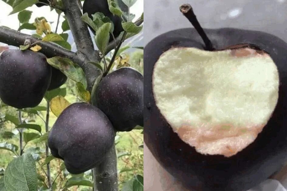 Черные яблони фото. Яблоня Блэк Даймонд. Сорт яблок черный принц.