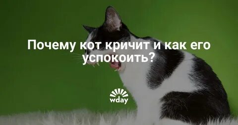 Успокаивает почему и