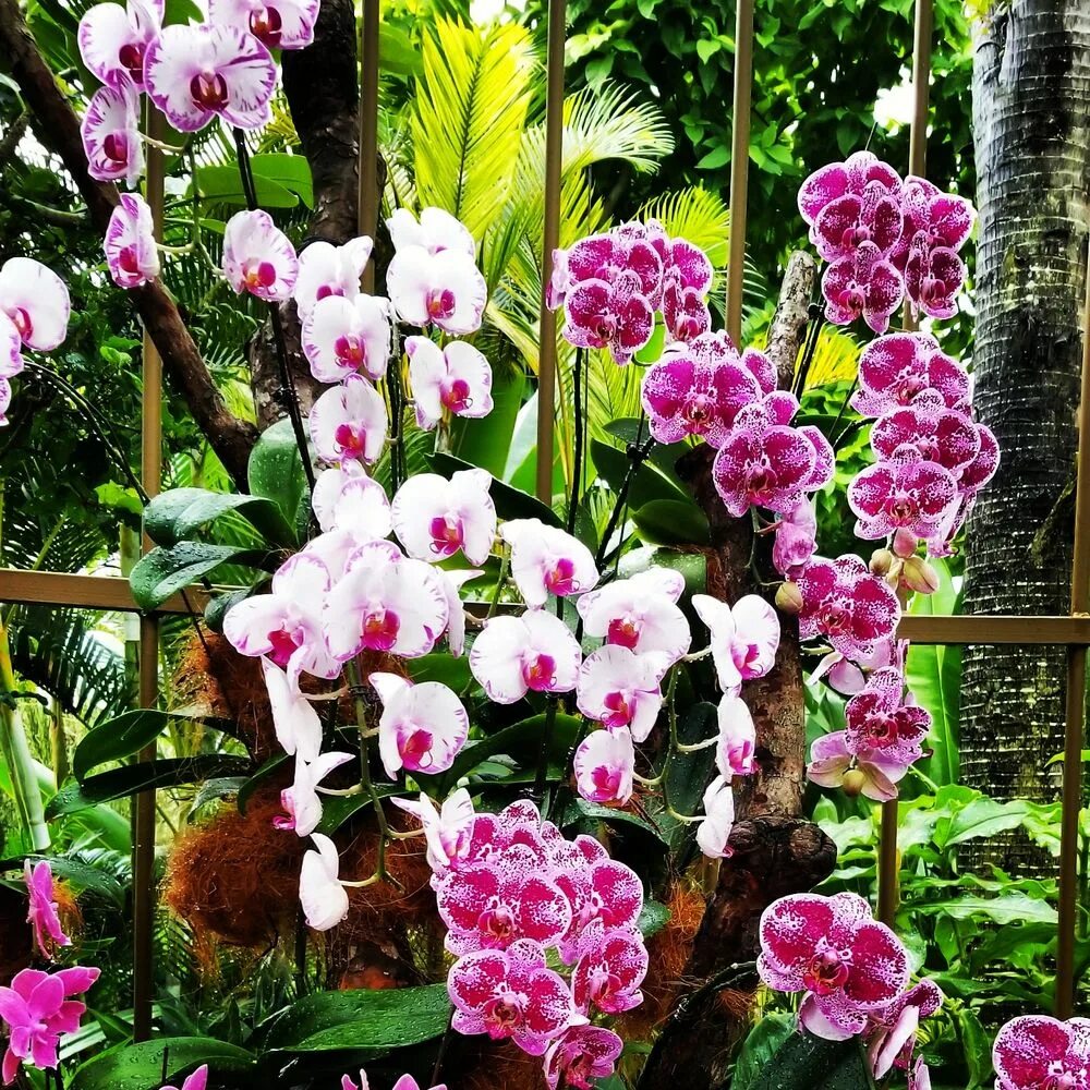 Фаленопсис Garden. Сейшел фаленопсис. Сад орхидей (Bali Orchid Garden). Орхидеи на Сейшелах.