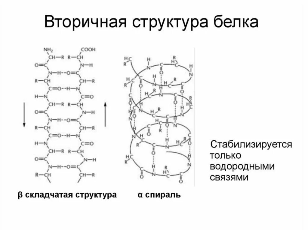 Белково водородные связи. Вторичная структура белка формула. Вторичная структура белка формула химическая. Вторичная структура белка структура белка. Альфа спираль вторичной структуры белка.
