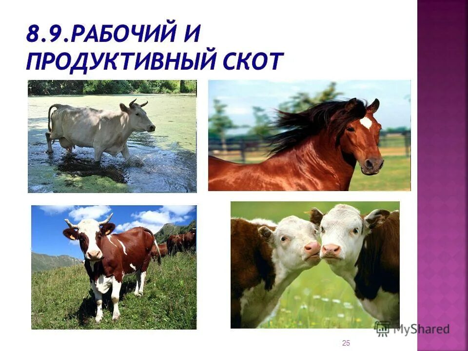 Рабочий и продуктивный скот. Рабочий, продуктивный и племенной скот. Скот примеры. Рабочий и продуктивный скот относится к.