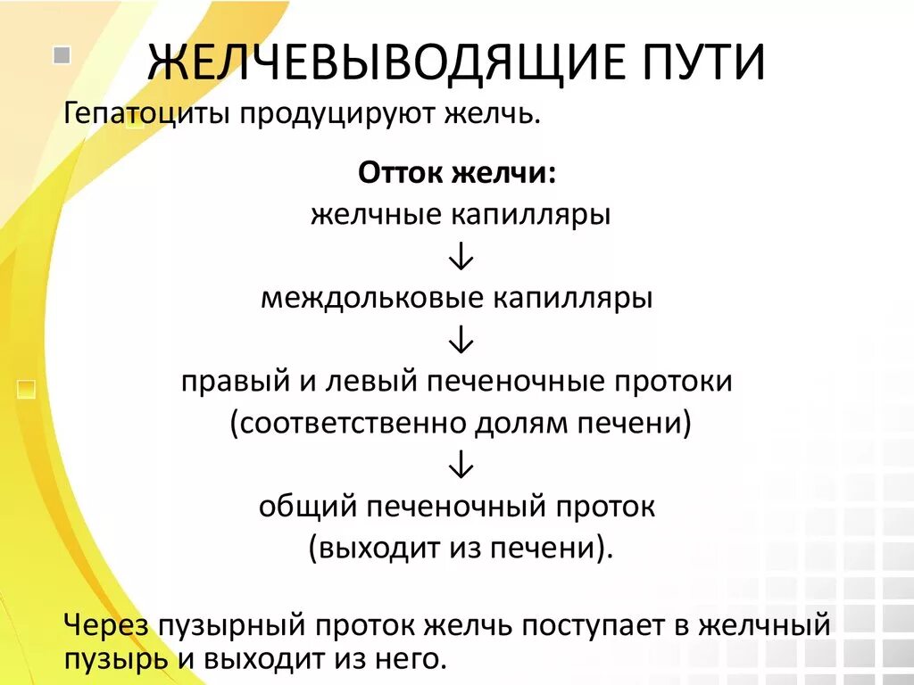 Пути оттока желчи. Схема желчно выводящих путей. Печень пути выведения желчи. Схема путей оттока желчи. Нарушение желчеоттока