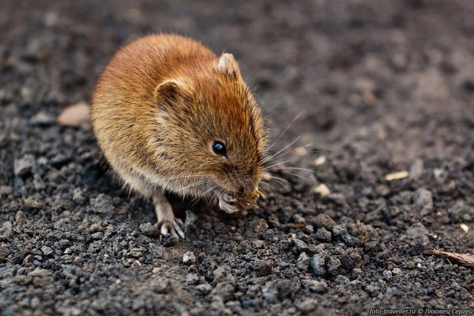 Мыши весной. Сибирские мышата. Сибирь мышь. Пак сибирской мышки. Разновидности сибирских мышей.