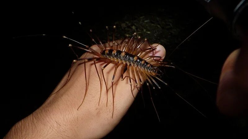 Каэдэ monster girl. Девушка сороконожка. Monster girl encyclopedia оомукадэ. Двухвостка многоножка. Девушка монстр сколопендра.