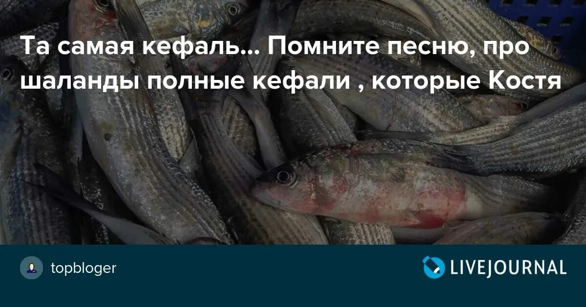 Полные кефали в одессу костя. Полные кефали. Шаланды полные кефали. Шаланды полные кефали текст. Полные кефали в Одессу Костя привозил.