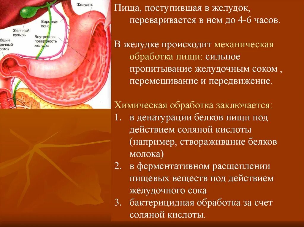 Желудок переваривает пищу. Желудок не переваривает пищу.