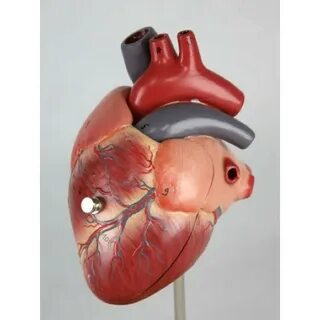 Сердце собаки