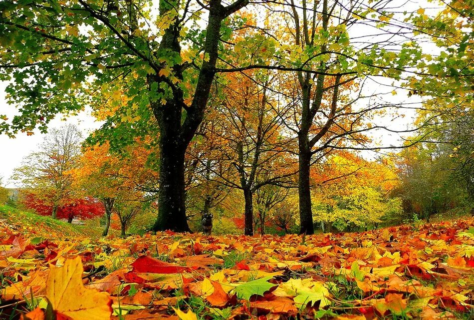 осень листопад в саду. осенние явления природы листопад. славная осень картинки. осень листопад. листопад осыпает всю страну.