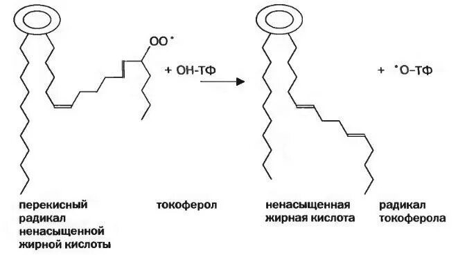 Радикалы жирных кислот. Радикалы ненасыщенных жирных кислот. Окисление витамина е. Токоферол радикал. Радикалы жиров