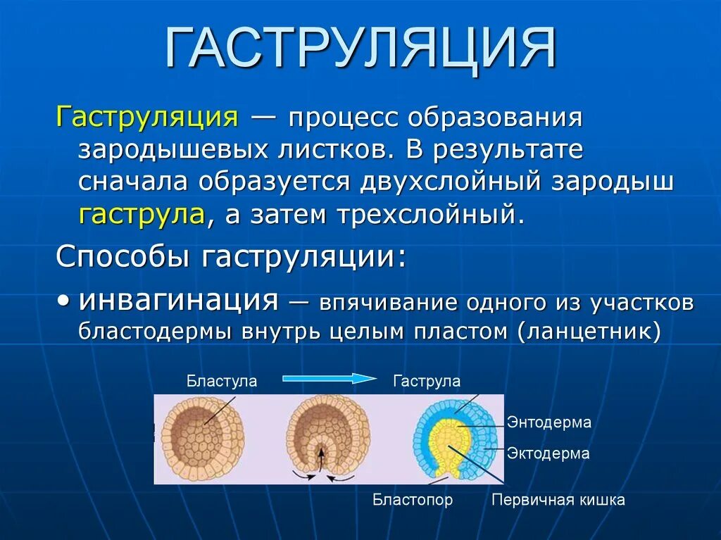 Гаструляция гистология инвагинация. Гаструляция у человека трехслойный зародыш. Гаструляция 3 слоя. Гаструляция вторичноротые. Деление клетки онтогенез