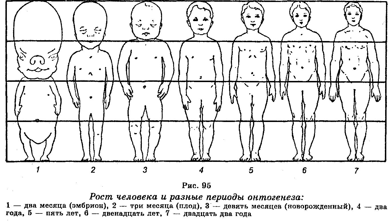 Рост и развитие ребенка 8 класс презентация. Период роста и развития в онтогенезе. Периоды онтогенеза человека картинки. Этапы онтогенеза человека схема. Онтогенез этапы развития человека.