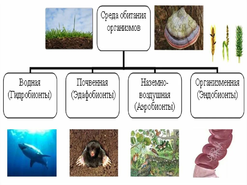 Среда обитания. Среды живых организмов. Среды обитания организмов биология. Живые организмы водной среды обитания.