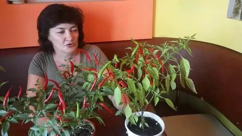 Посадить семена острого перца