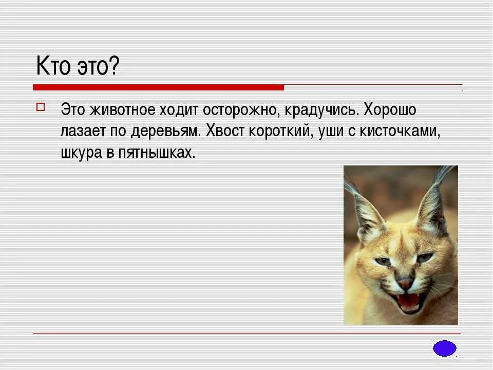 Презентация многообразие животных 1 класс. У кого кто животные. Слово крадучись. Крадучись это определение. Кто из животных лучше всех лазает.