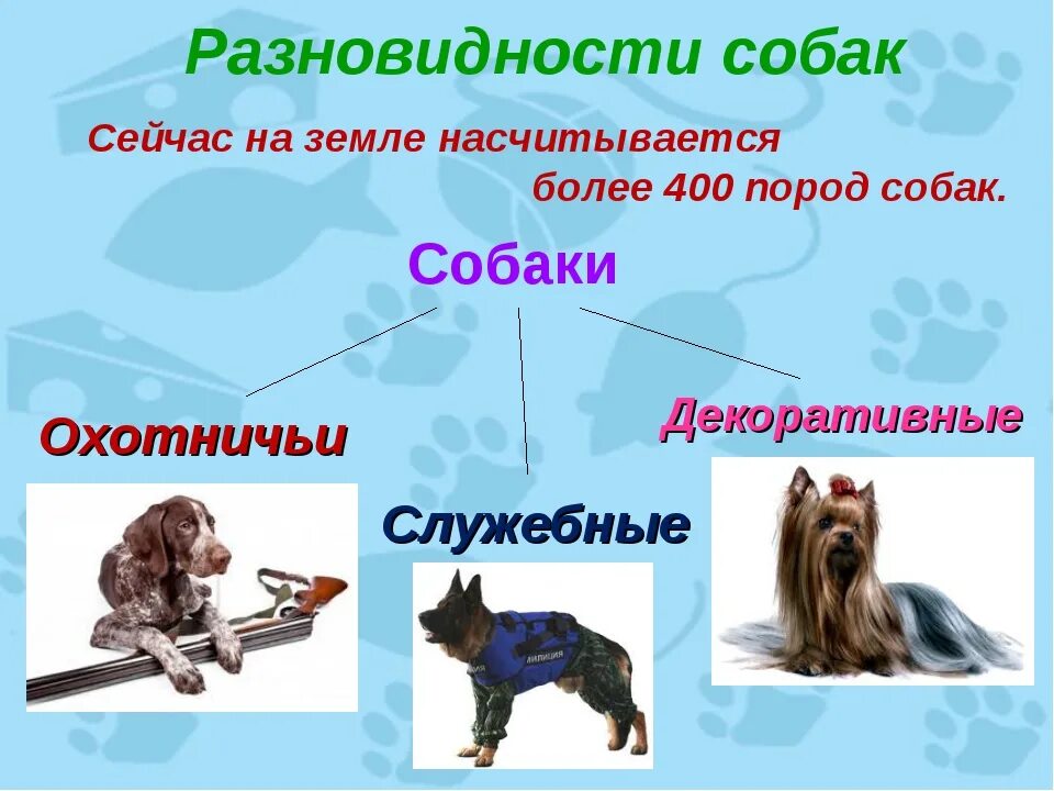 Мир собак презентация