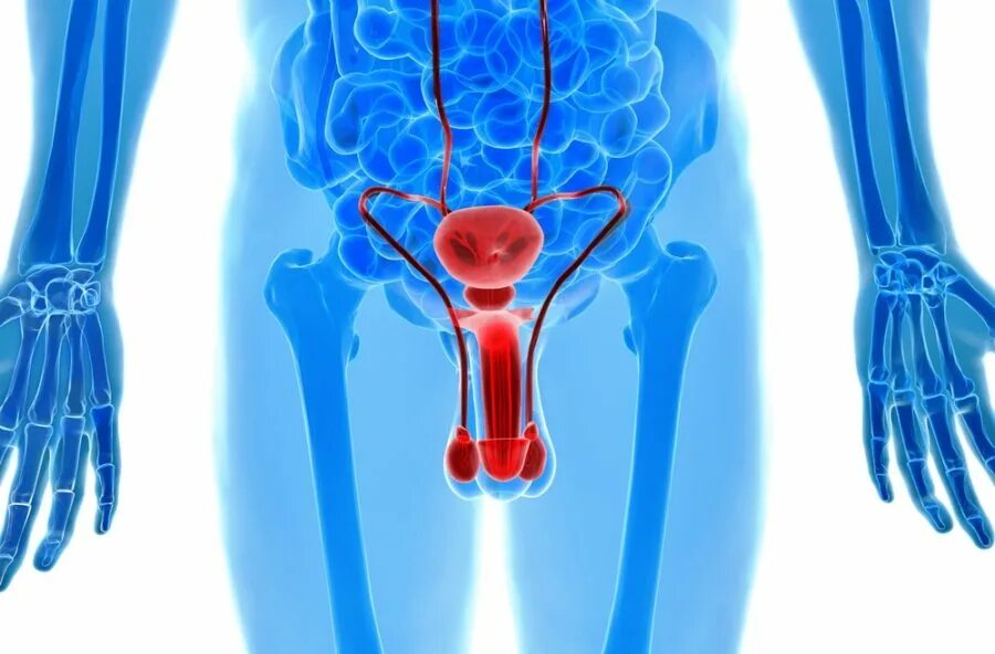 Простатит жена. Уретрит простатит у мужчин.