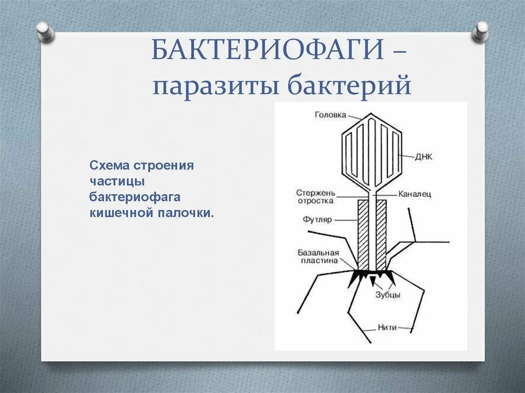 Как работают бактериофаги. Строение бактериофага микробиология. вирусы бактерий бактериофаги. строение вируса бактериофага рисунок. вирус бактериофаг 5 класс биология.