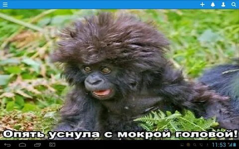 Правда обезьян
