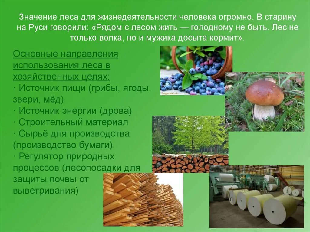 Значение экологии в жизни человека огромно так. Значимость леса для человека. Значение леса для жизнедеятельности человека. Роль леса в жизни человека. Значение леса в природе.