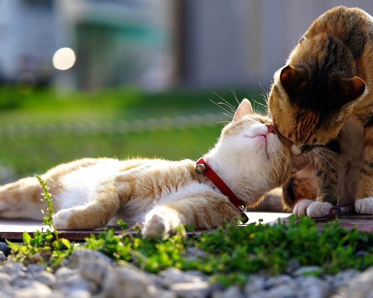 котята любовь. коты и люди в параллельной вселенной. анекдоты кошки мышки. кот и кошка любовь. котики обнимаются.