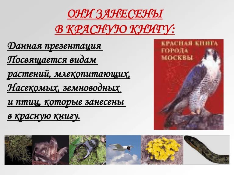 Млекопитающие занесенные в красную книгу. Что занесено в красную книгу. они занесены в красную книгу. виды занесенные в красную книгу. картинки занесенные в красную книгу.