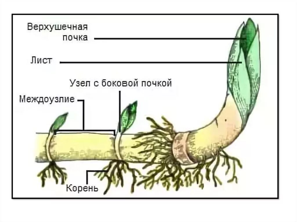 Корневище пырея представляет собой видоизмененный корень. Корневище пырея это видоизмененный побег. строение корневища пырея. корневище пырея схема. строение корневища ландыша.