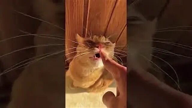 Симбачка пимбачка. Включи видео пимпочки. Симбочка тикток. Симбочка симбочка. Симбочка пимпочка картинки.