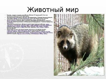 Какое животное не обитает на территории