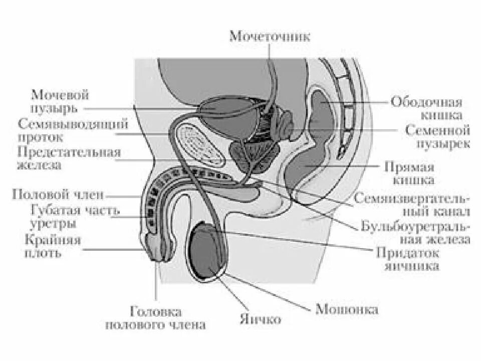 Репродуктивные органы мужчины. Мужская анатомия половая/система строение и функции. Схема строения мужской половой системы. Схема строения мужской репродуктивной системы. Половая система мужчин анатомия строение.