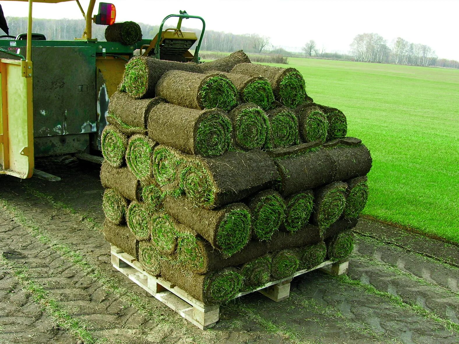 Производители газона. Искусственный газон в рулонах. Рулонный газон толщина дерна. Рулонный газон мятлик. Трава прохладного сезона.