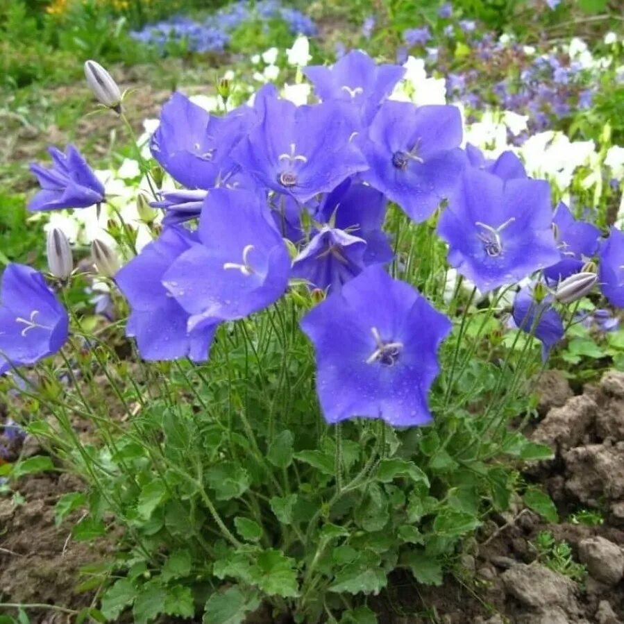 Кампанула Карпатский колокольчик. Колокольчик Карпатский (Campanula Carpatica). Колокольчик Карпатский Белогорье. Колокольчик Карпатский Карпатенкроне. Колокольчик многолетник